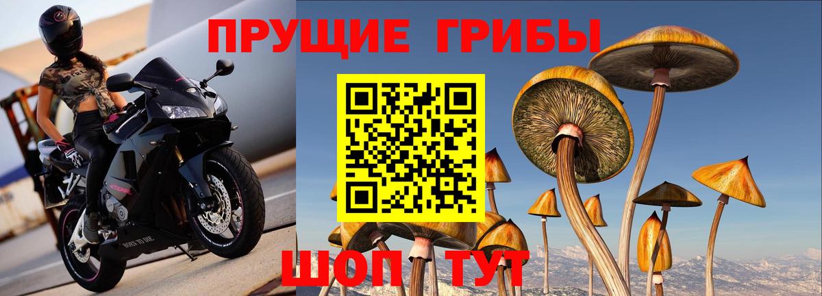 Псилоцибиновые грибы мицелий Торжок